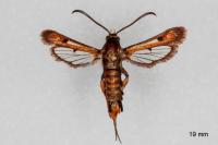 Pyropteron chrysidiforme