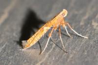 Caloptilia