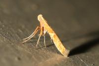 Caloptilia