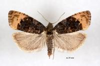 Hedya ochroleucana