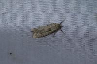 Diurnea fagella