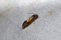 Dyseriocrania subpurpurella