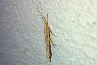 Ypsolopha mucronella