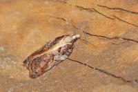 Acleris cristana