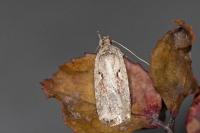 Agonopterix ocellana