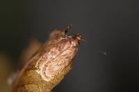 Depressaria albipunctella