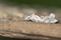 Ypsolopha asperella
