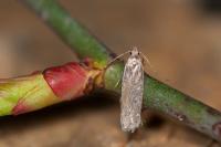 Gelechia asinella
