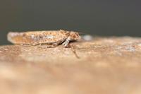 Ypsolopha ustella