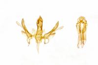 Gelechia asinella