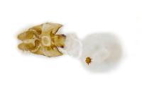 Acleris cristana