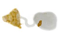 Depressaria albipunctella
