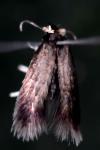 Stigmella atricapitella