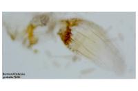Stigmella atricapitella