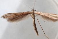 Emmelina monodactyla