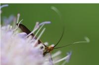 Nemophora metallica