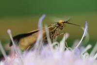 Nemophora metallica