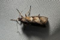 Dasystoma salicella