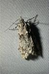 Diurnea fagella