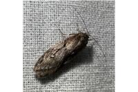 Semioscopis oculella