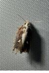 Acleris cristana