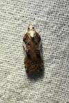 Acleris cristana