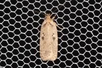 Agonopterix yeatiana