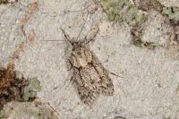 Diurnea fagella
