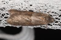 Tortricodes alternella