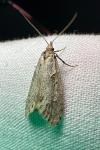 Diurnea fagella
