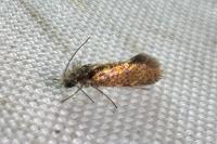 Dyseriocrania subpurpurella