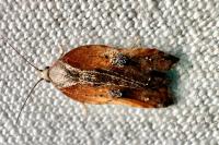 Acleris cristana