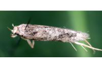 Bryotropha senectella