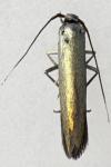 Coleophora alcyonipennella