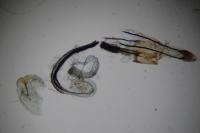 Coleophora alcyonipennella
