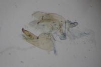 Borkhausenia nefrax