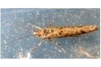 Ypsolopha ustella