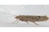 Ypsolopha ustella