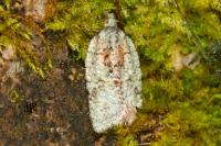 Acleris literana