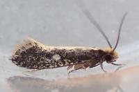 Monopis crocicapitella