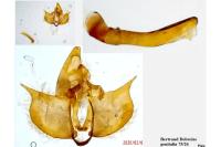Diurnea fagella