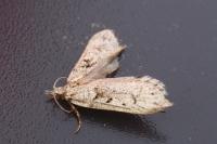 Diurnea fagella