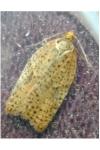 Acleris ferrugana/notana