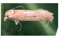 Helcystogramma lutatella