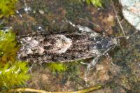 Pammene giganteana