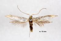 Coleophora kuehnella