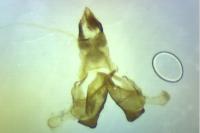 Coleophora kuehnella