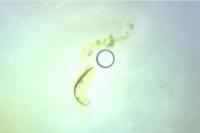 Coleophora kuehnella