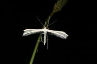Pterophorus pentadactylus