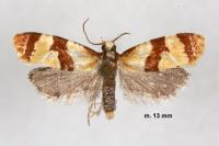 Phalonidia albipalpana